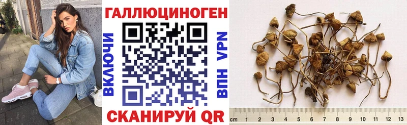 Купить закладки  Дубна  Псилоцибиновые грибы Psilocybine cubensis 